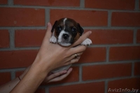 Щенки Парсон Рассел Терьер - Изображение #3, Объявление #1638240