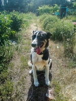 Динка-апельсинка в дар - Изображение #2, Объявление #1662445