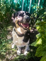 Динка-апельсинка в дар - Изображение #1, Объявление #1662445