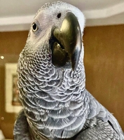 Жако  - Изображение #1, Объявление #1734705