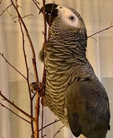 Жако  - Изображение #2, Объявление #1734705