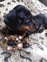 Девочка-красавица ждет своего хозяина - Изображение #2, Объявление #938460