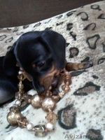 Девочка-красавица ждет своего хозяина - Изображение #3, Объявление #938460