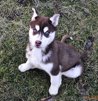 Сибирский хаски с документами FCI. - Изображение #3, Объявление #816902
