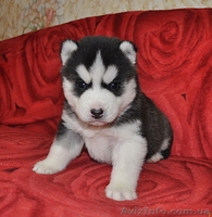 Сибирский хаски с документами FCI. - Изображение #7, Объявление #816902
