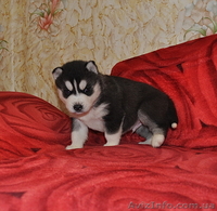 Сибирский хаски с документами FCI. - Изображение #2, Объявление #816902