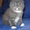 Продаётся плюшевый шотландский вислоухий котик (скоттиш фолд)  #12215