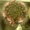 КАКТУС Маммиллярия бокасская (Mammillaria bocasana) - Изображение #1, Объявление #39844