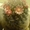 КАКТУС Маммиллярия бокасская (Mammillaria bocasana) - Изображение #2, Объявление #39844
