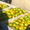 цитруси,мандарини, декоративние растениа - Изображение #4, Объявление #69641
