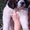 московская сторожевая щенки с питомника - Изображение #4, Объявление #82848