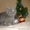 Питомник британских короткошерстных кошек Бриллиант Филд*BY - Изображение #1, Объявление #133575