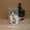 Питомник британских короткошерстных кошек Бриллиант Филд*BY #133575