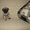 Продам щенка мопса - Изображение #1, Объявление #157403