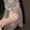 Продается британский котенок - Изображение #1, Объявление #243436