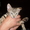 миленький серенький котёнок отдам - Изображение #3, Объявление #295977