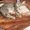 миленький серенький котёнок отдам - Изображение #1, Объявление #295977