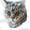 Мейн-кун котята - Изображение #1, Объявление #695896