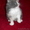 Красивые персидские котята - Изображение #3, Объявление #686364