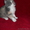 Красивые персидские котята - Изображение #4, Объявление #686364