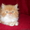 Красивые персидские котята - Изображение #8, Объявление #686364