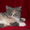 Красивые персидские котята - Изображение #6, Объявление #686364