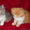 Красивые персидские котята - Изображение #10, Объявление #686364