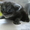 Мейн-кун котята - Изображение #2, Объявление #695896
