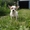 Очаровательный щенок чихуахуа ищет хозяина - Изображение #1, Объявление #757035