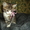 Ручные, игривые котятки - Изображение #2, Объявление #1000959