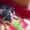 Миленькие,маленькие котята Донского сфинкса - Изображение #1, Объявление #1026155