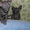 котятки донского сфинкса - Изображение #1, Объявление #1068981