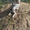 щенки далматина от выездной вязки в Германии - Изображение #1, Объявление #1094716