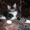 Котята мейн-кун - Изображение #3, Объявление #1118583