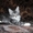 Котята мейн-кун - Изображение #1, Объявление #1118583