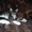 Котята мейн-кун - Изображение #2, Объявление #1118583
