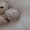 Перепелиные яйца #1163134