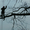  Валка (снос, удаление) аварийных деревьев, обрезка ветвей, альпинизм - Изображение #3, Объявление #1198740