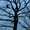  Валка (снос, удаление) аварийных деревьев, обрезка ветвей, альпинизм - Изображение #2, Объявление #1198740