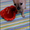 Той-Терьры милые щенки - Изображение #1, Объявление #1250744