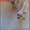 Той-Терьры милые щенки - Изображение #4, Объявление #1250744