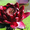   Водная лилия-Нимфея, розовая, бордовая и много других различных рас - Изображение #2, Объявление #1247141