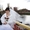 Цифровая фото и видеосъёмка на свадьбе, торжестве в Гомеле - Изображение #6, Объявление #1284839