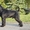 Продам щенков миттельшнауцера черного окраса - Изображение #2, Объявление #1308083