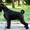 Продам щенков миттельшнауцера черного окраса - Изображение #5, Объявление #1308083