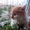 Шикарные котята ищут дом - Изображение #3, Объявление #1456592