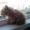 Шикарные котята ищут дом - Изображение #4, Объявление #1456592