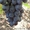 Купить саженцы и черенки винограда в Беларуси . - Изображение #2, Объявление #1052417