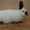 Кролики (Калифорнийской породы) #1598343