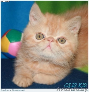 Продам  экзотическая короткошерстный котенок - Изображение #1, Объявление #14522